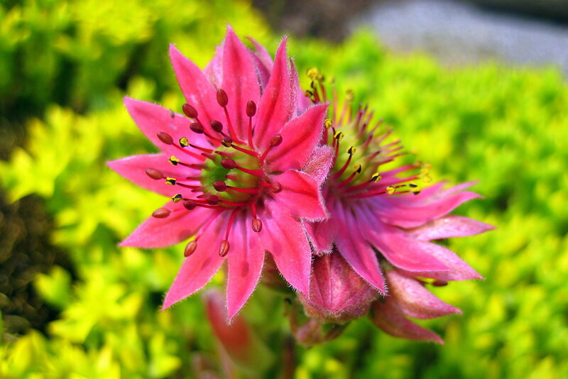 Pink Star-shaped Flower