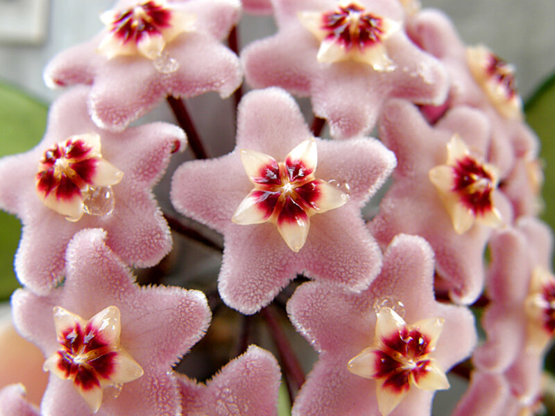 Pink star-shaped flowers