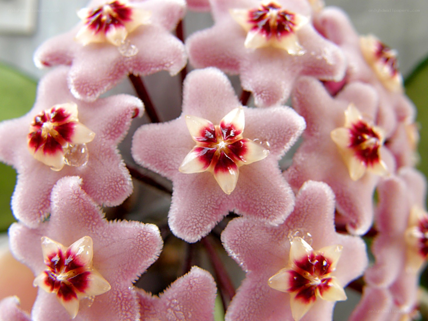 Pink star-shaped flowers