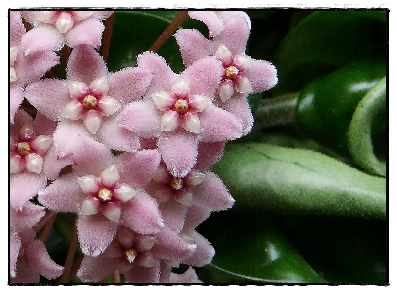 Pink star-shaped flowers