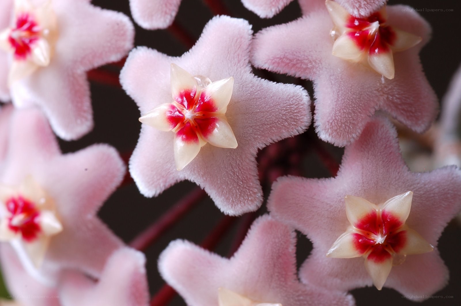 Pink star-shaped flowers
