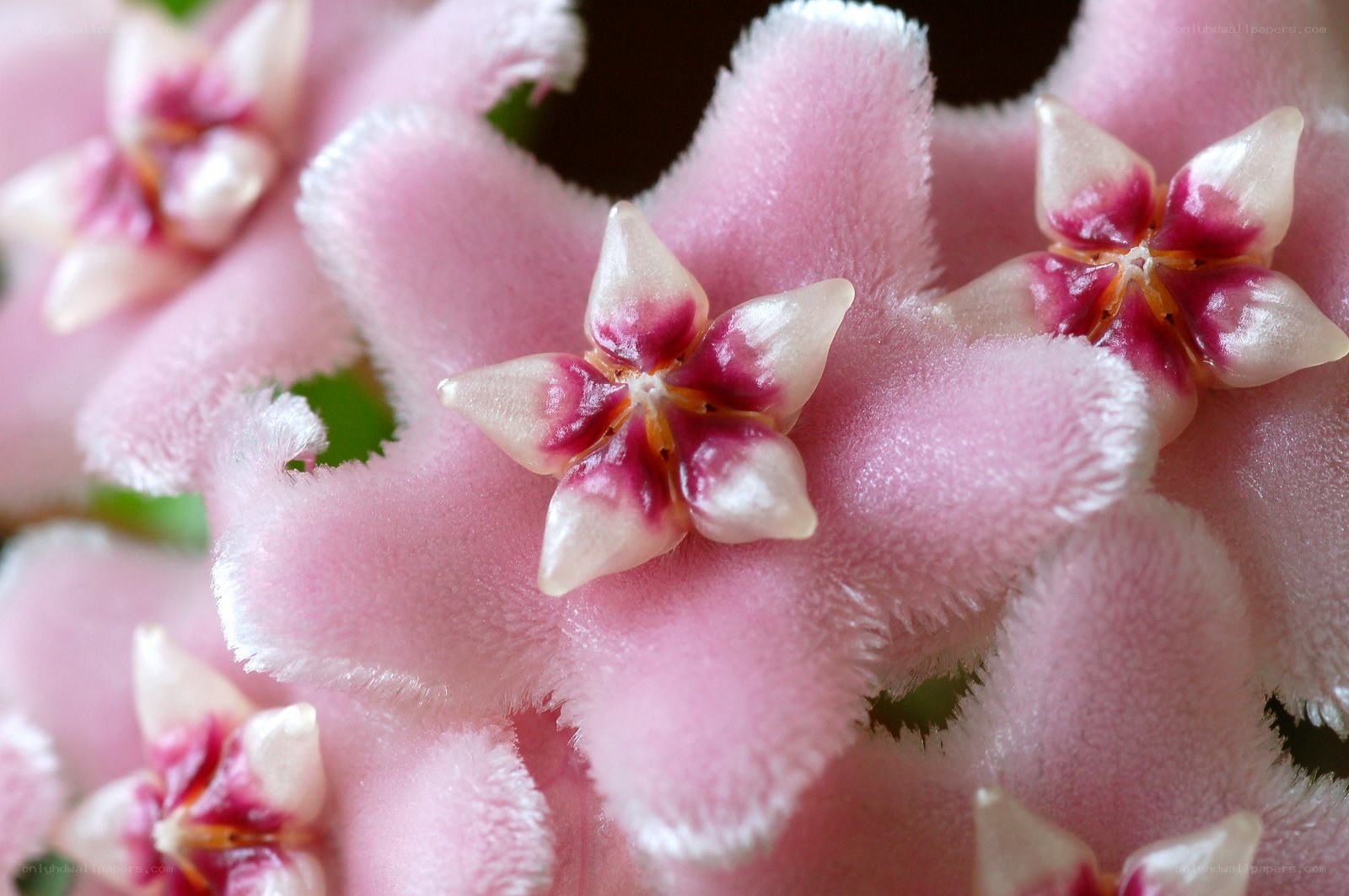 Pink star-shaped flowers