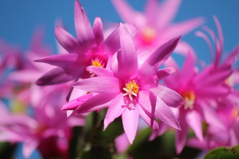 Pink Star-shaped Flowers — Bright
