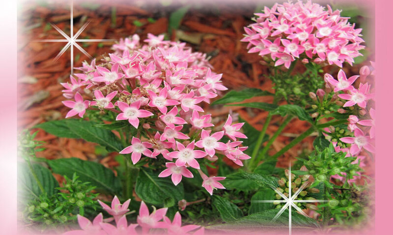 Pink Star-shaped Flowers — Calm, Photograph