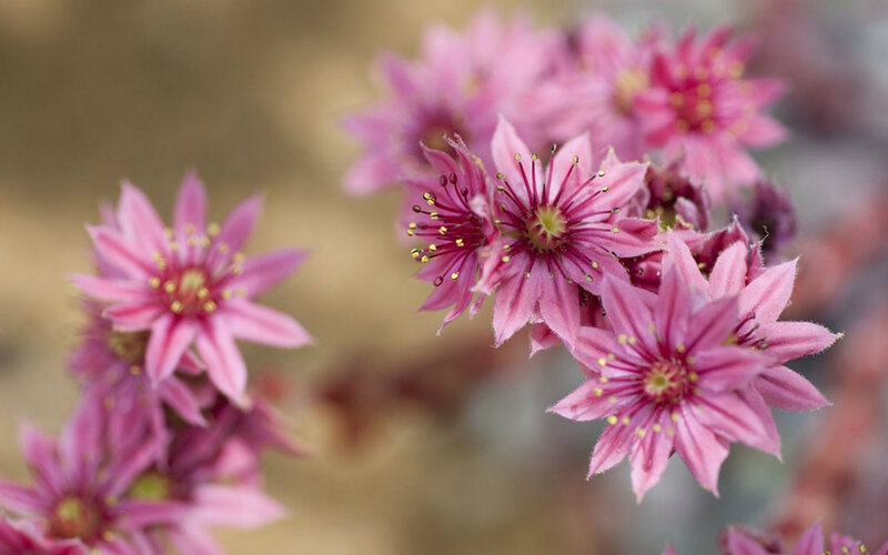Pink Star-shaped Flowers — Calm, Spring, Photograph