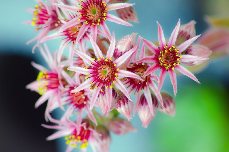 Pink Star-shaped Flowers — Calm, Spring