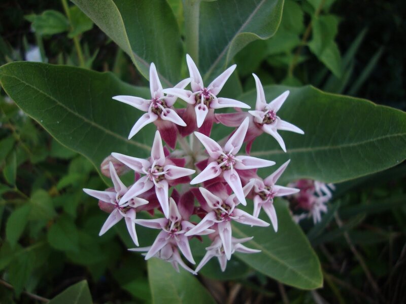 Pink Star-shaped Flowers — Calm