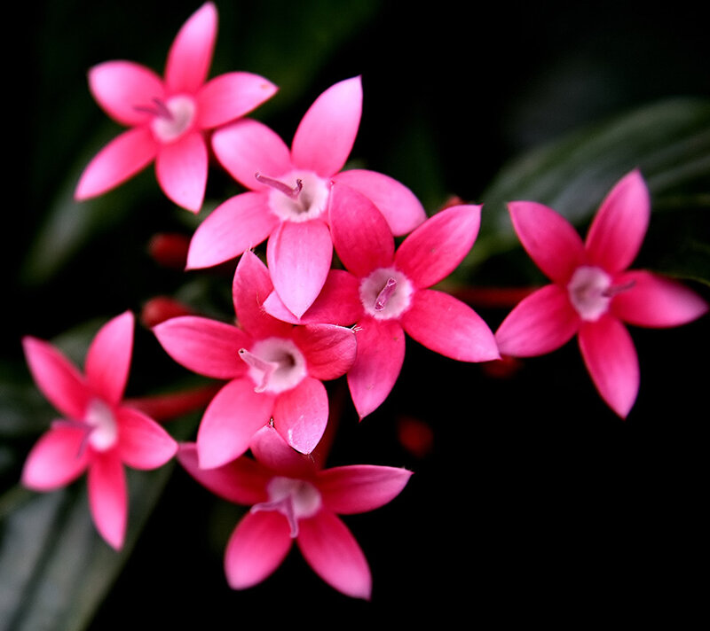 Pink Star-shaped Flowers — Dramatic
