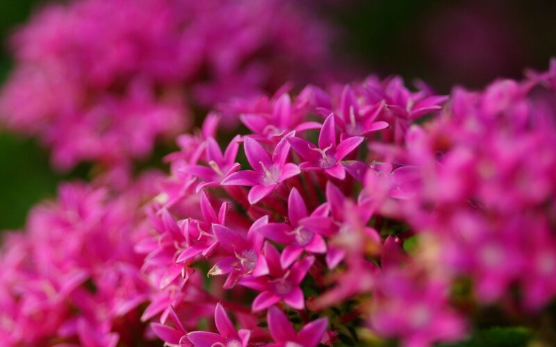 Pink Star-shaped Flowers — Magenta, Calm