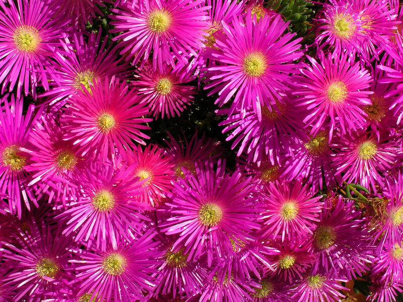 Pink Star-shaped Flowers — Magenta