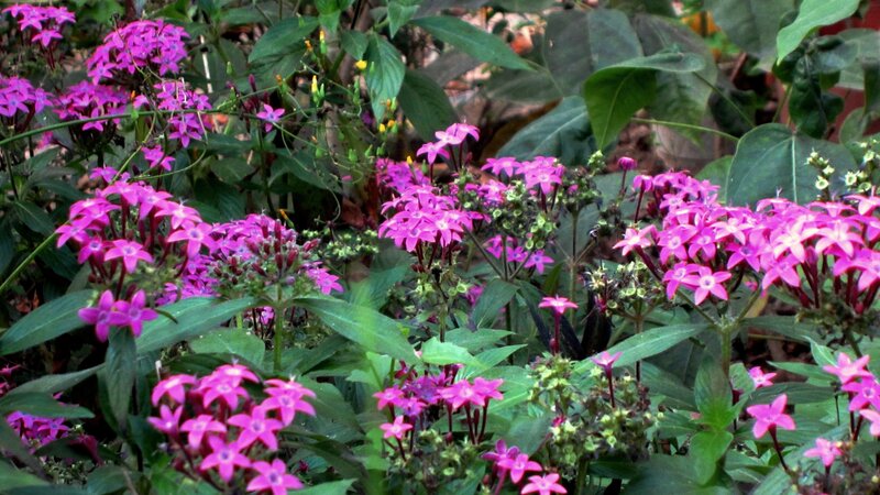 Pink Star-shaped Flowers — Natural, Afternoon