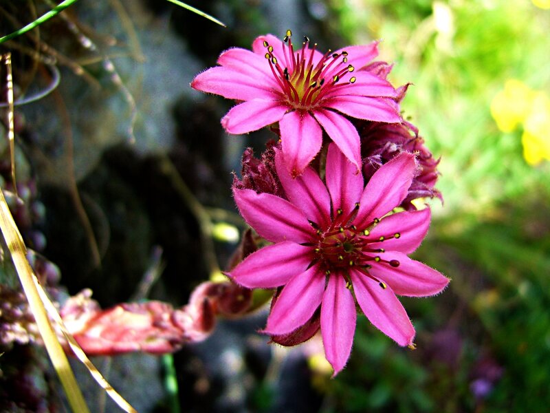 Pink Star-shaped Flowers — Natural
