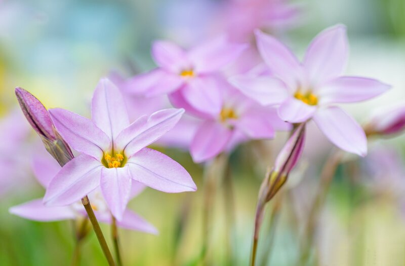 Pink Star-shaped Flowers — Purple