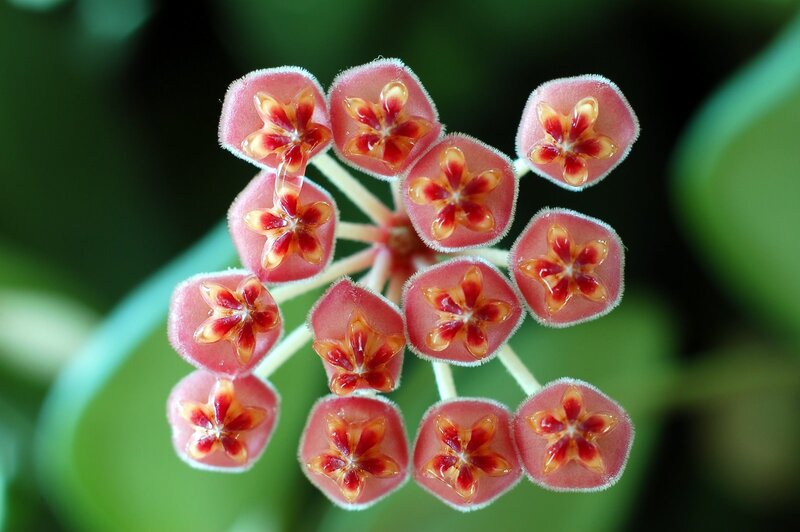 Pink Star-shaped Flowers — Serene, Photograph, Green Leaves