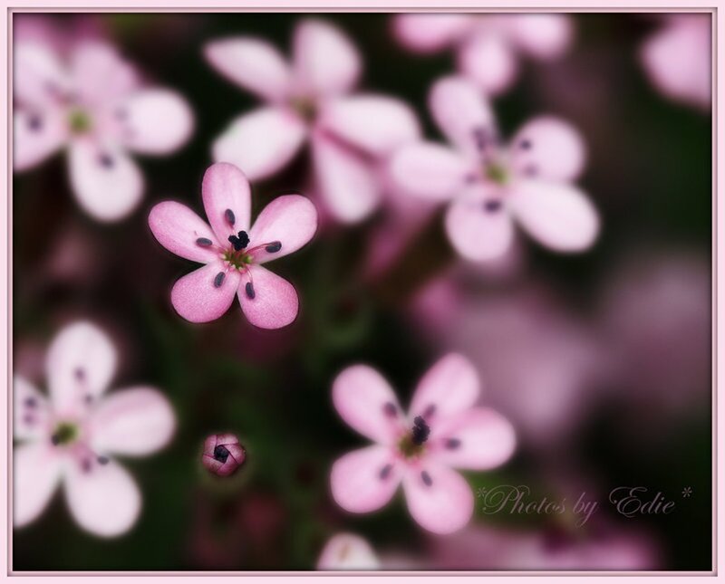 Pink Star-shaped Flowers — Serene, Spring