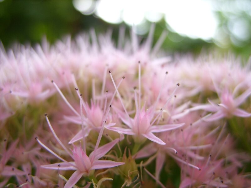 Pink Star-shaped Flowers — Serene