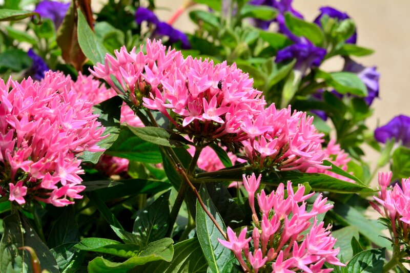 Pink Star-shaped Flowers — Vibrant, Afternoon