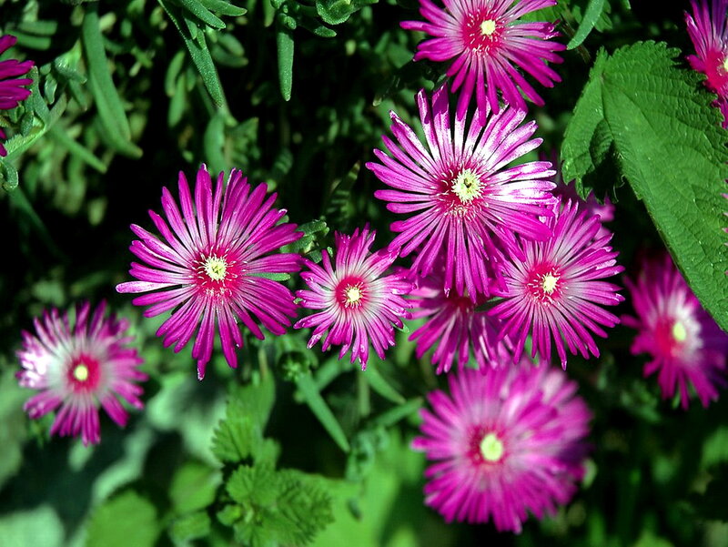 Pink Star-shaped Flowers — Vibrant