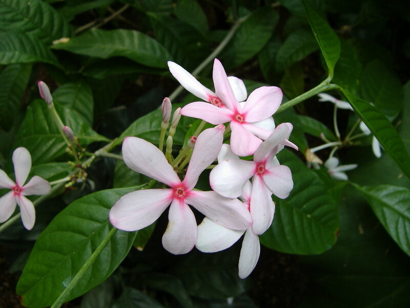 Pink Star-shaped Flowers — White