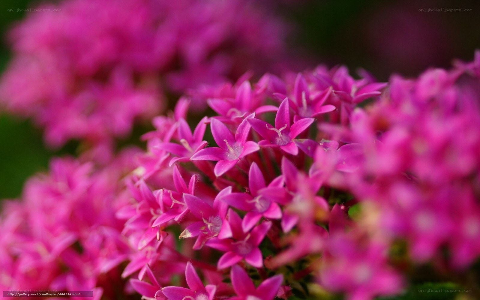 Pink star-shaped flowers