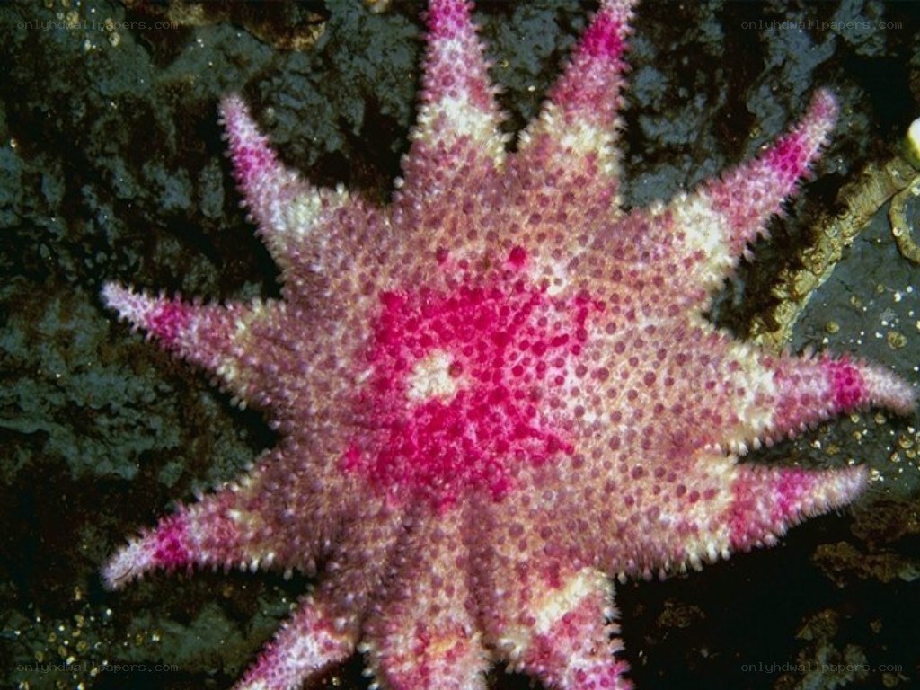 Pink starfish on rocky surface