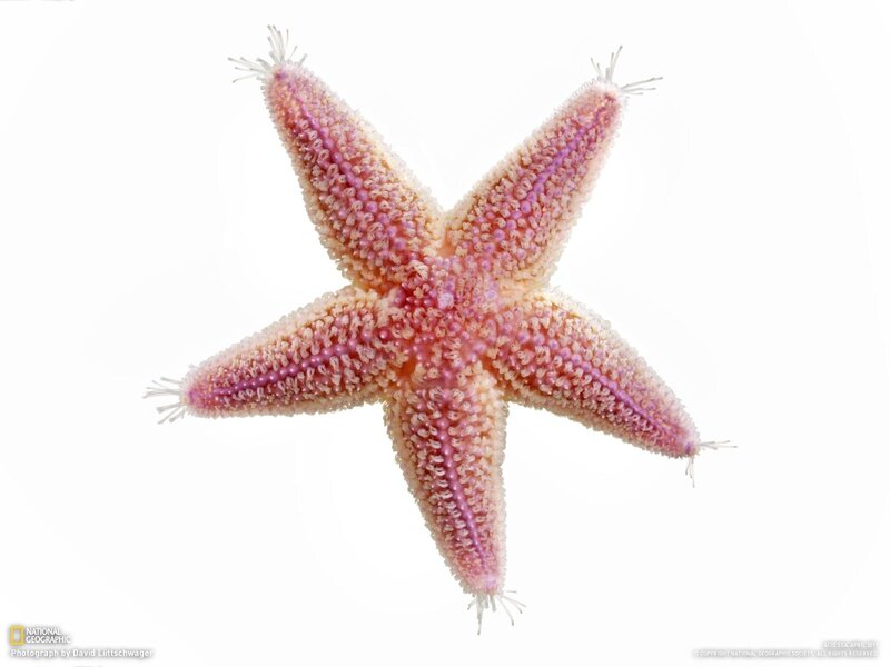 Pink starfish on white background