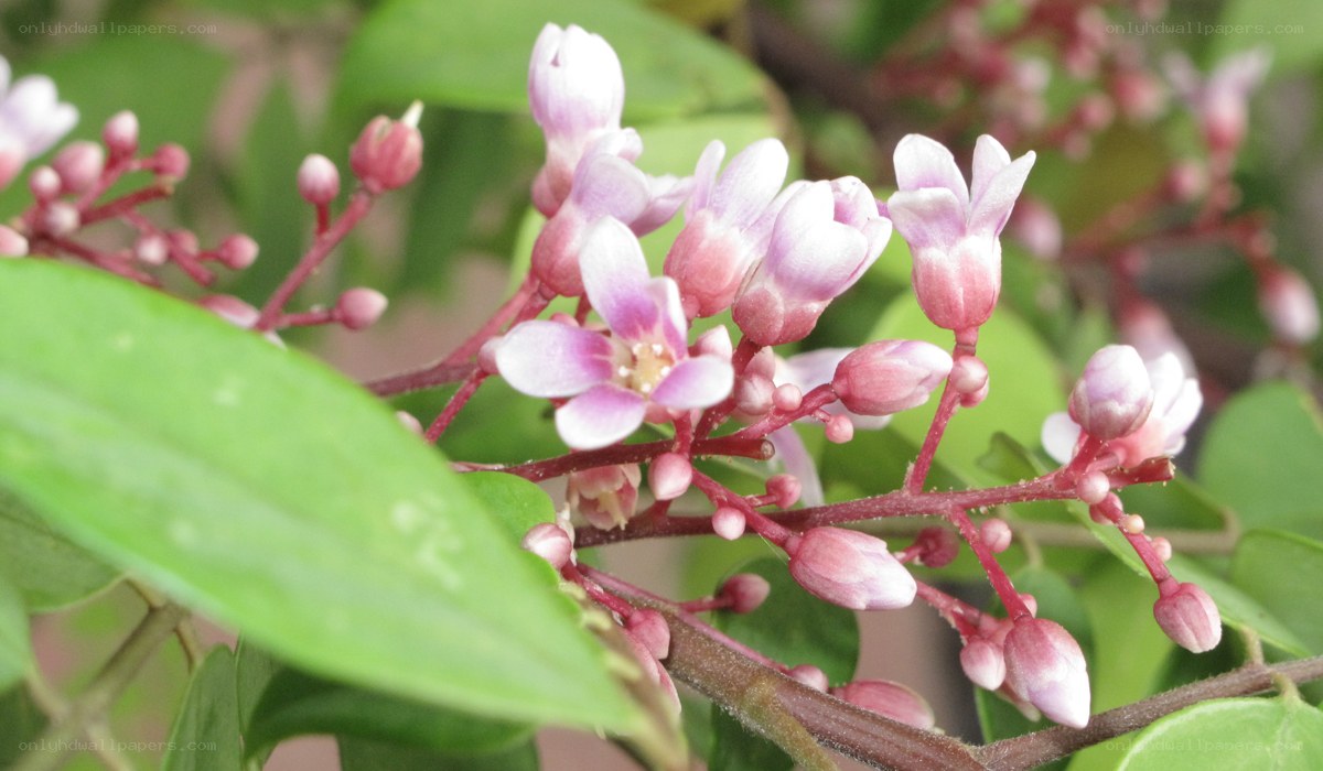 pink starfruit blossoms