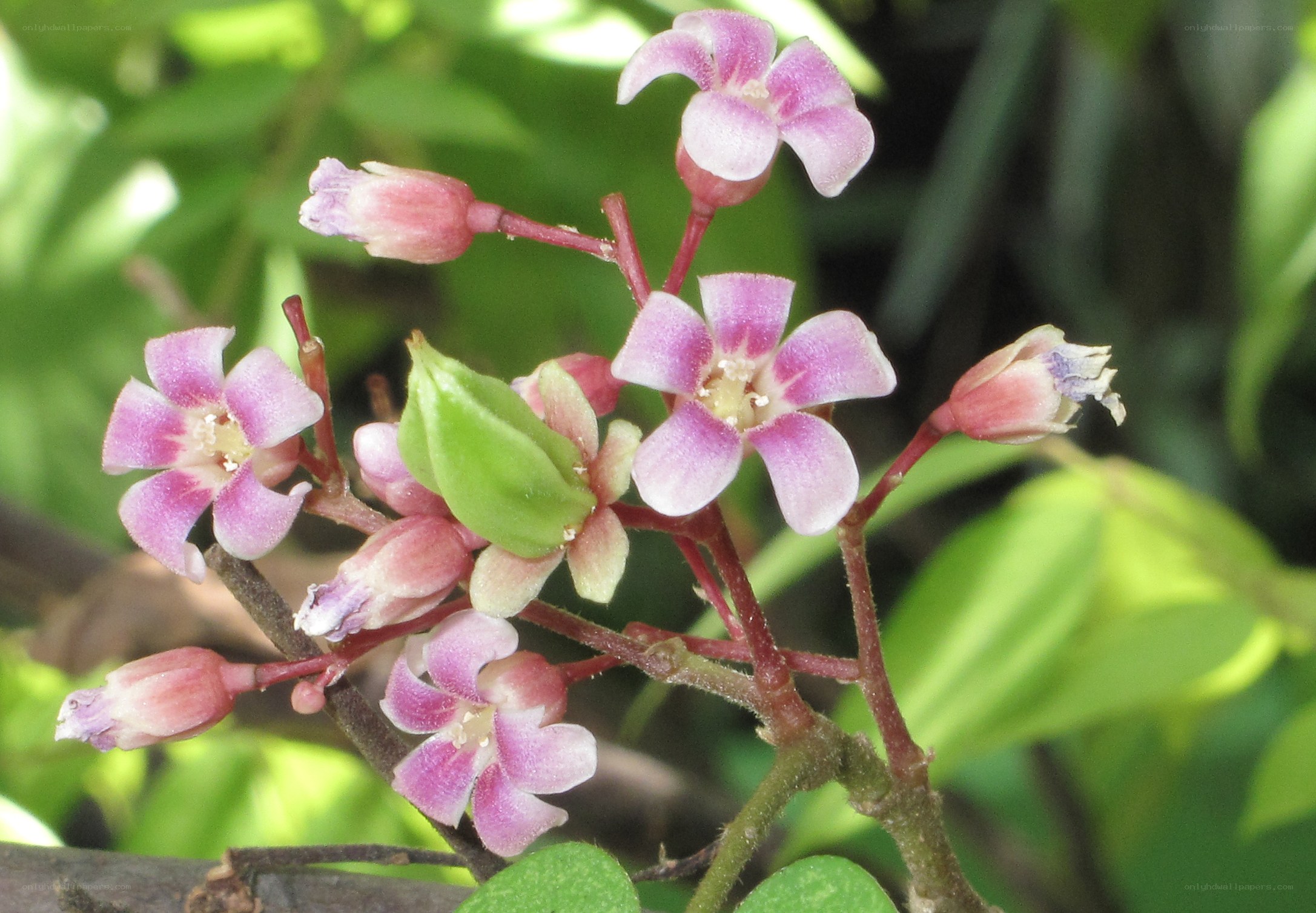 Pink starfruit flowers blooming