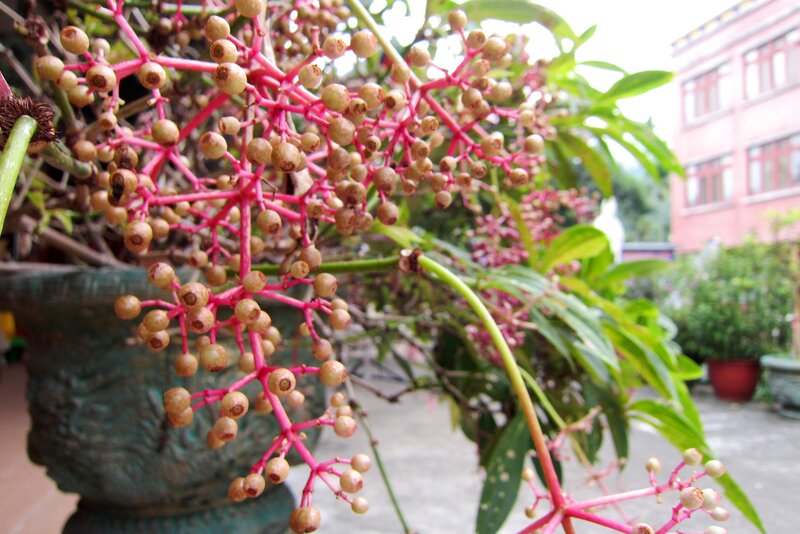 Pink-stemmed Berries