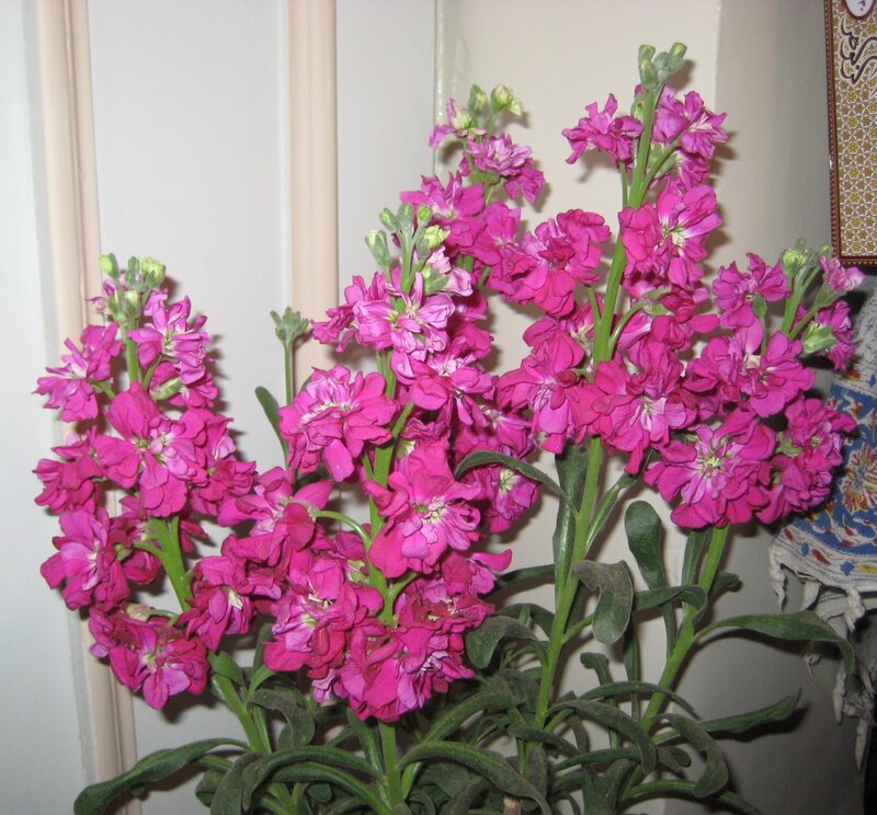 Pink Stock Flowers