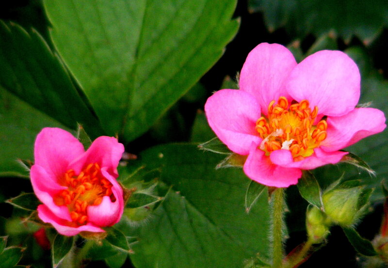 Pink strawberry flowers blooming