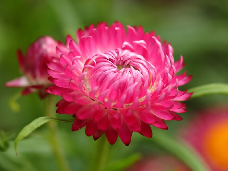 Pink Strawflower Bloom