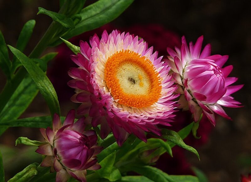 Pink Strawflower Blooms