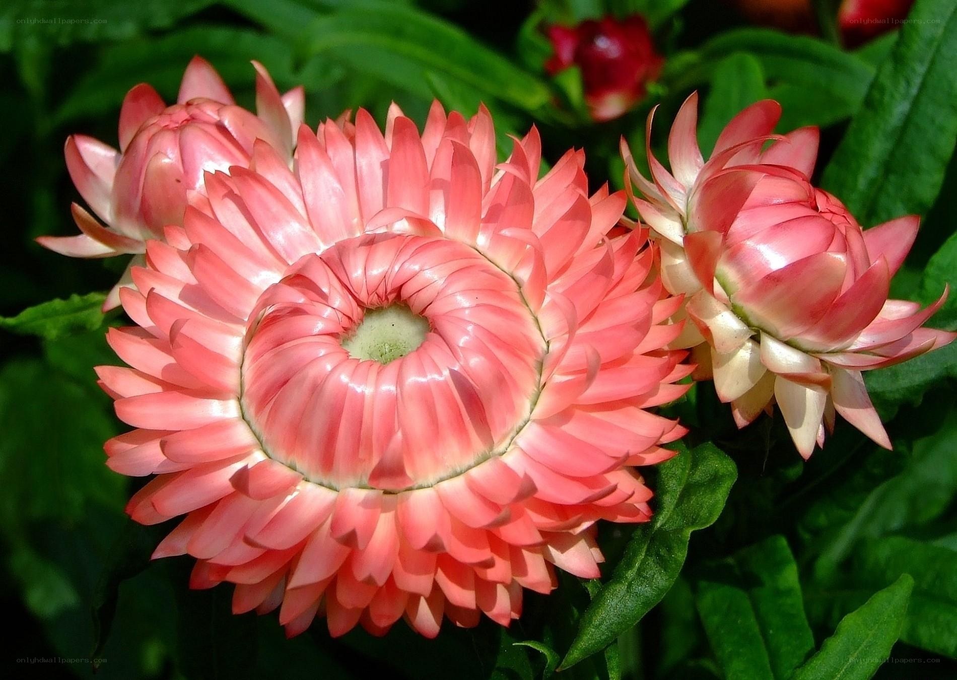 Pink strawflower in bloom