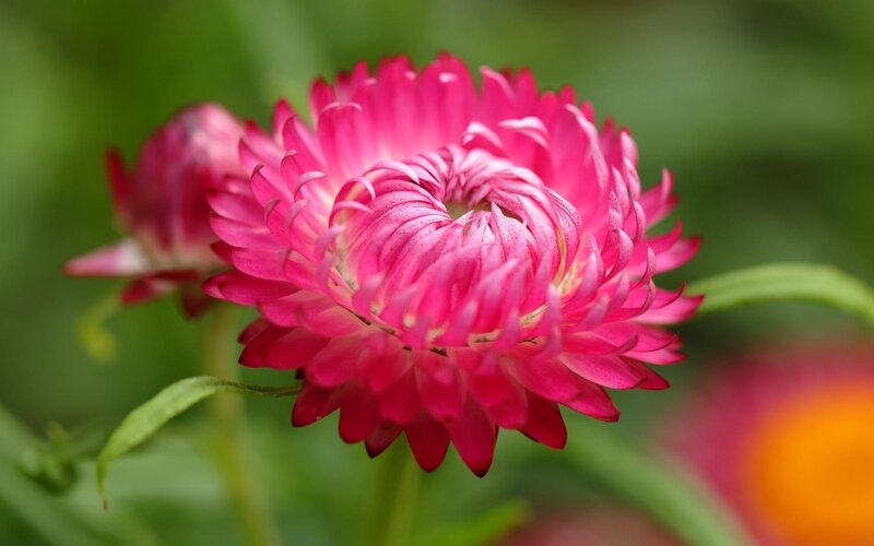 Pink Strawflower — Serene, Afternoon