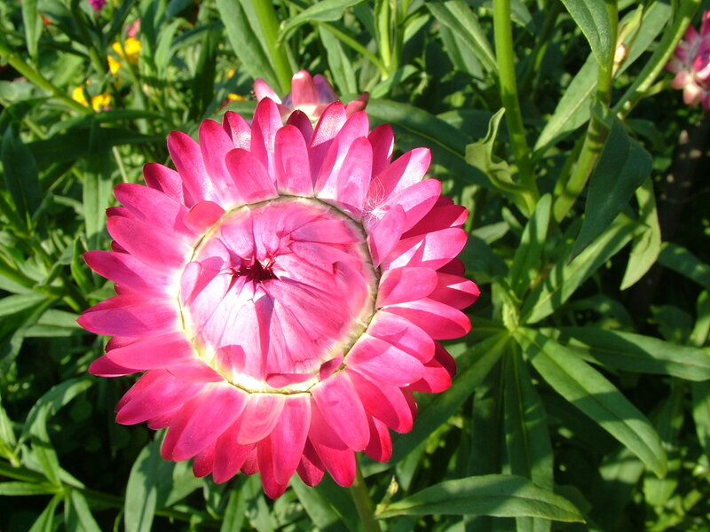 Pink Strawflower — Serene