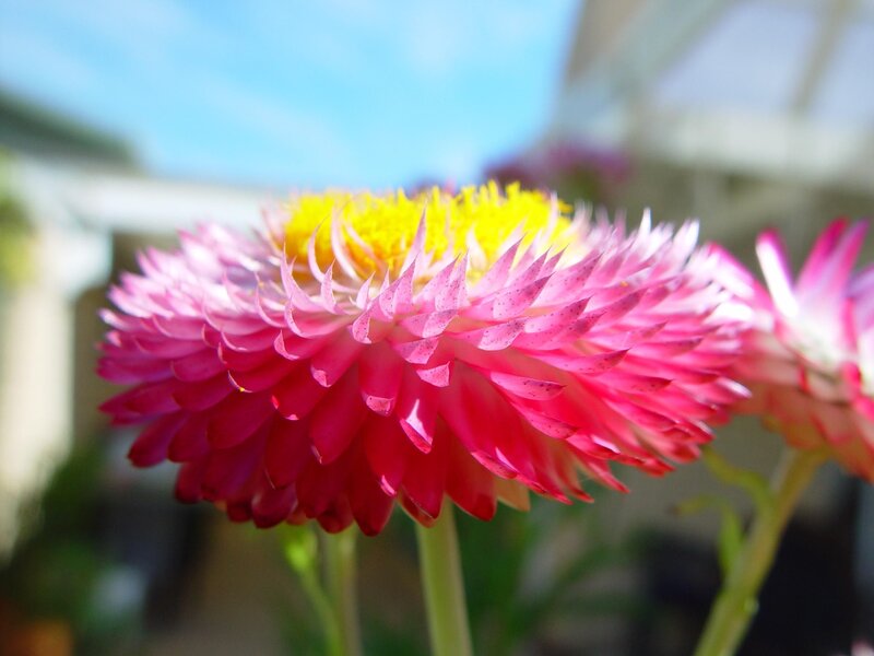 Pink Strawflower