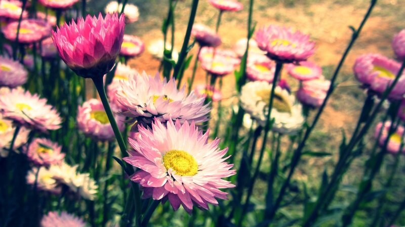 Pink Strawflowers in Field