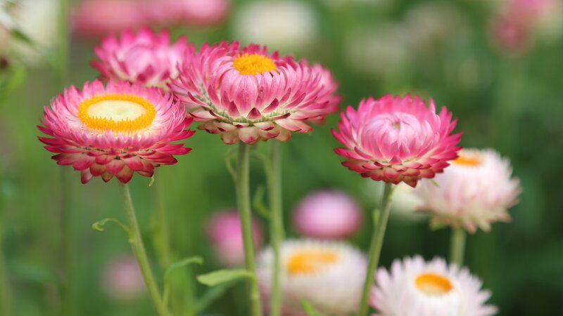 Pink Strawflowers — Serene, Spring