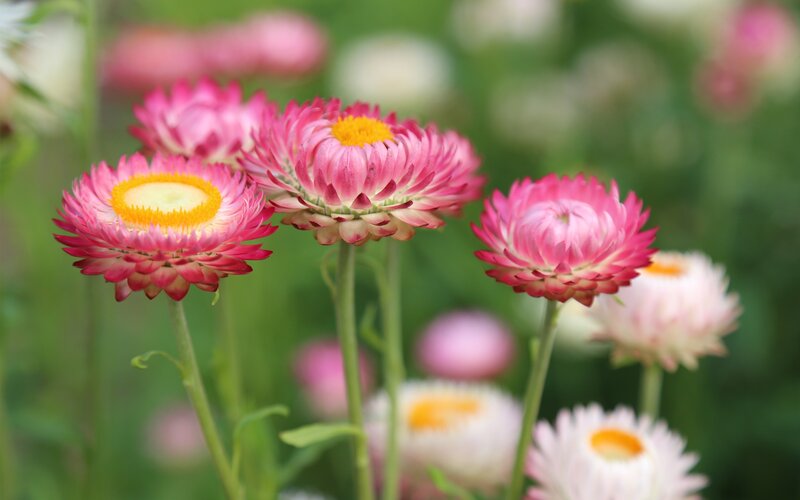 Pink Strawflowers — Serene