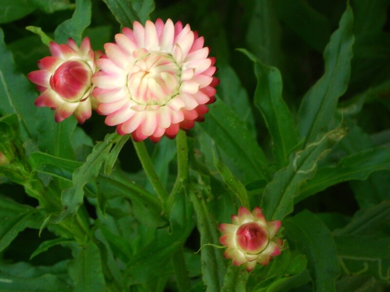 Pink Strawflowers