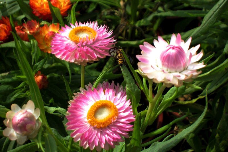 Pink Strawflowers with Bee