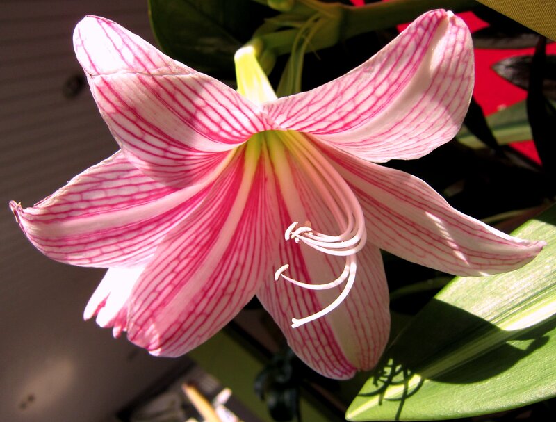 Pink Striped Amaryllis Flower