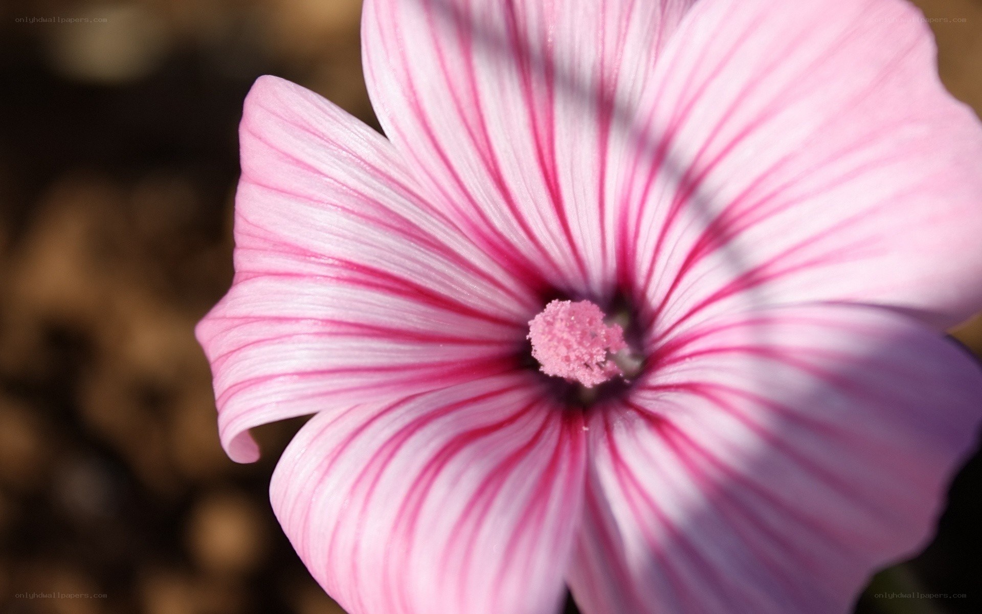 Pink striped flower close-up