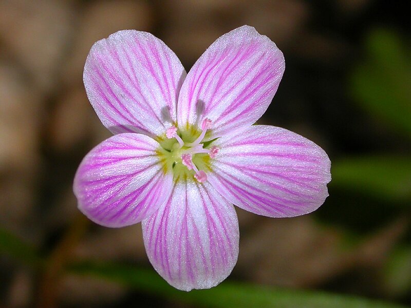Pink-striped Flower — Pink