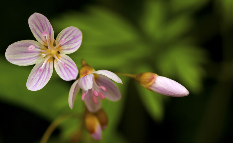 Pink-striped Flower