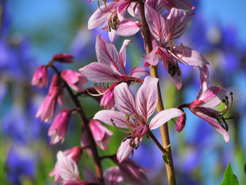 Pink Striped Flowers — Serene