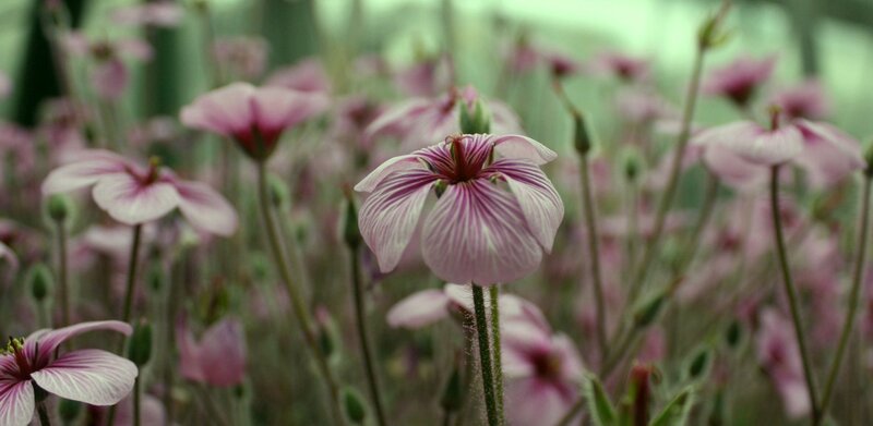 Pink Striped Flowers