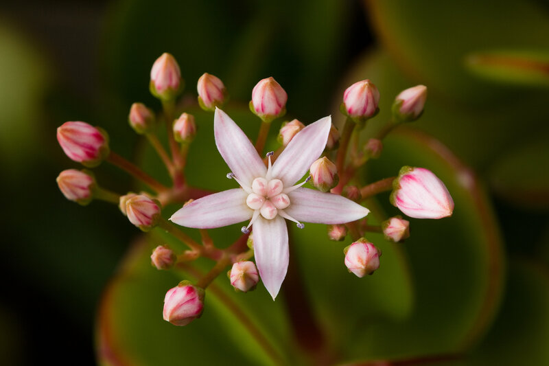 Pink succulent flower bloom