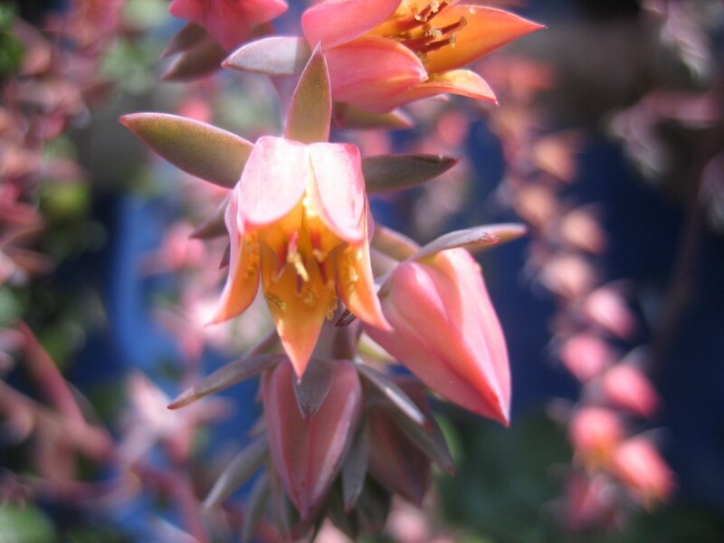 Pink Succulent Flower — Calm